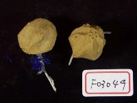 藏品(平坦五福海蕾)的圖片